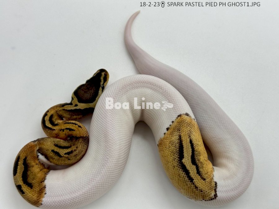 SPARK PASTEL PIED PH GHOST